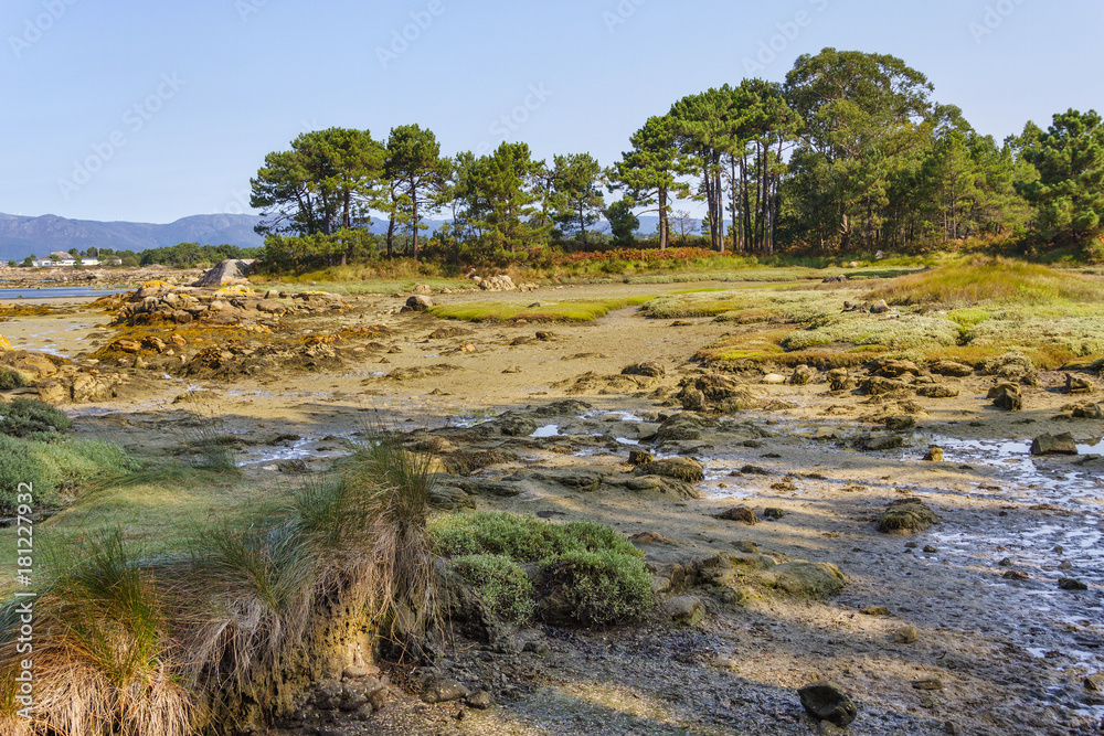 Coastal marsh in Arousa Island
