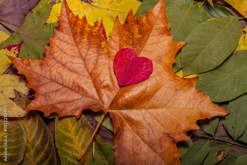 Autumn Leaves over old wooden background