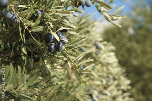  black olives in olive tree branch