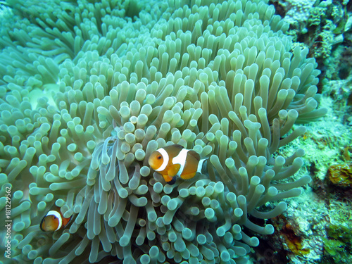 Falscher Clown - Anemonenfisch (Amphiprion ocellaris) auf einer Prachtanemone oder Mauritiusanemone (Heteractis magnifica) ,Pintuyan, Panaon Island,Southern Leyte,Philippinen