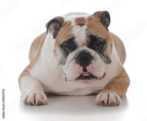 female english bulldog