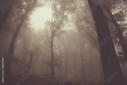 Autumnal misty forest