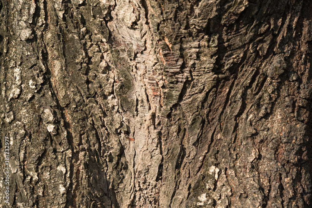 Texture of old tree trunk Texture of old tree trunk