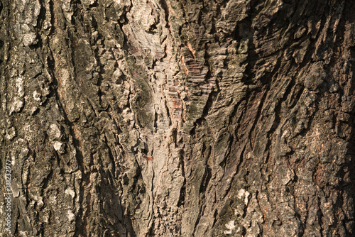 Texture of old tree trunk