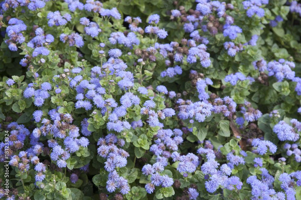 Blue small florets