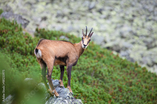 Chamois on the top of rock in High Tatras