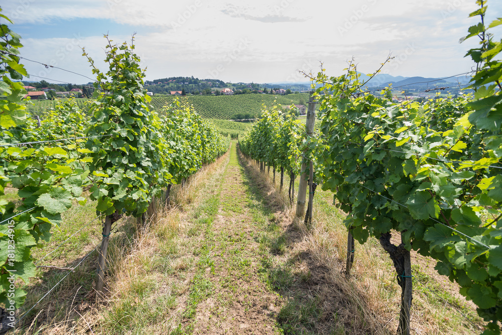 Rows of vineyard grape vine in sunshine