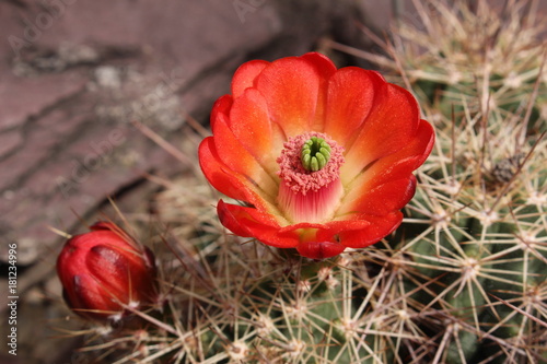 "Scarlet Hedgehog Cactus" flower (or Mexican Claret Cup, Scarlet Beehive Cactus) in St. Gallen, Switzerland. Its Latin name is Echinocereus Coccineus (Syn Echinocereus Melanacanthus) native to Mexico.