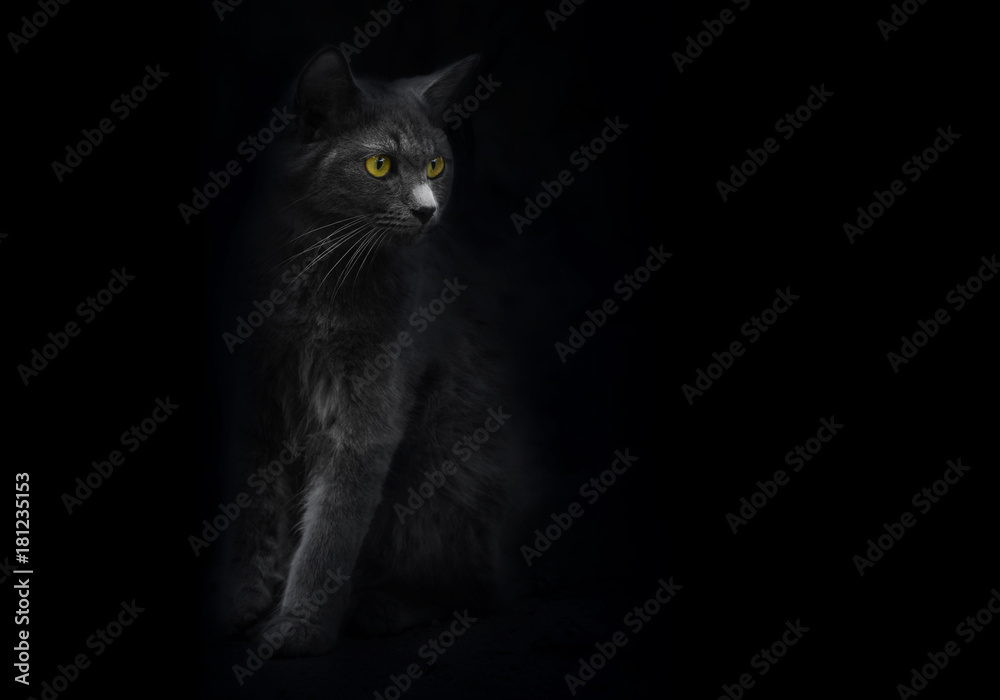 Black cat with yellow eyes is looking out of the shadow. Cat mysterious portrait. Black background. Shadow dark black kitten yellow eyes. Shadow and light cat. Yellow eye cat Black and white