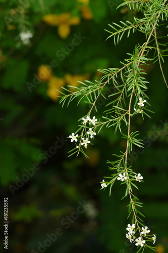 asparagus blossom