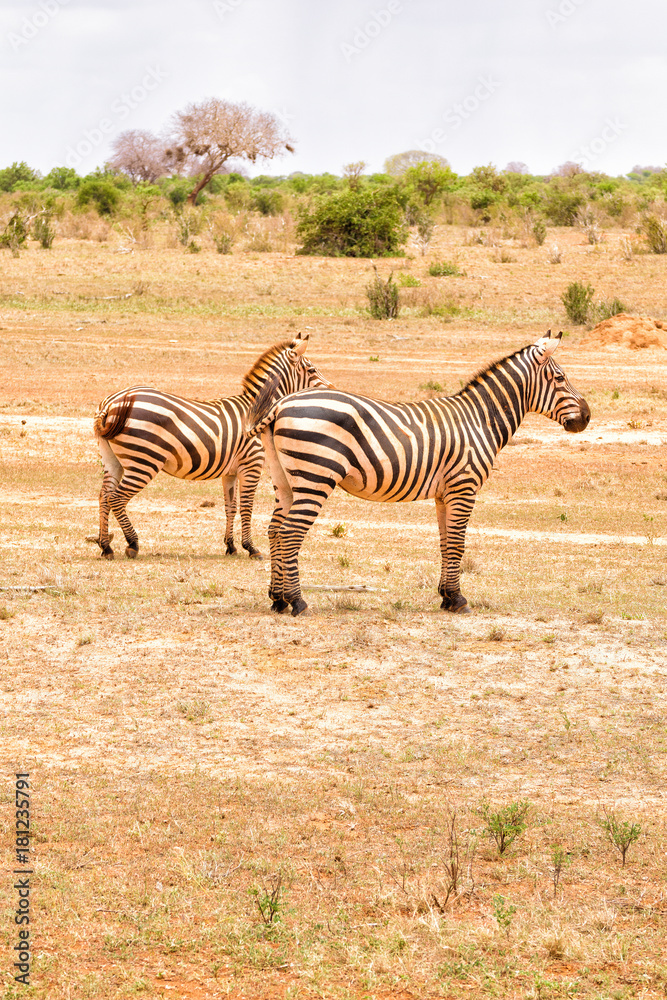Obraz premium Zebras in the Savannah
