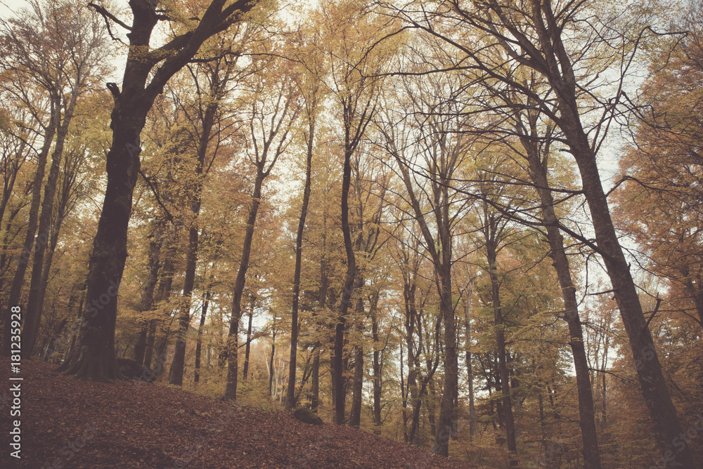 Landscape of autumnal forest Landscape of autumnal forest