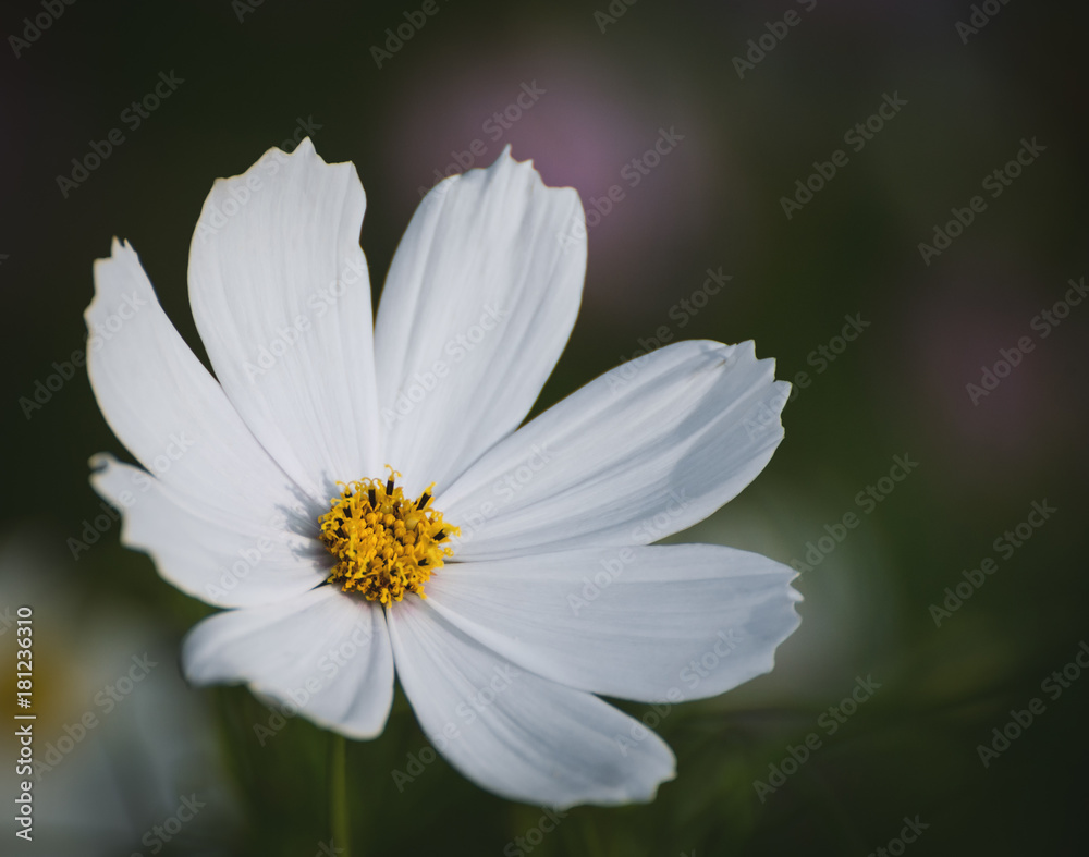 White Cosmos flower. Selective focus with shallow depth of field.