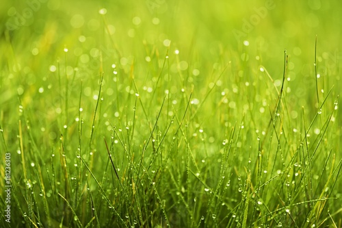 Beautiful background with drops of dew on the grass in the morning sun