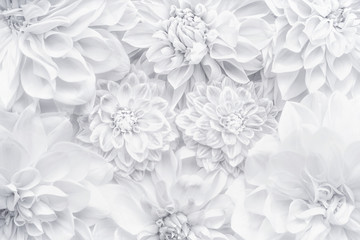Creative white flowers layout , floral pattern or background for greeting card of  Mothers day,birthday, Valentine's Day, wedding or happy event
