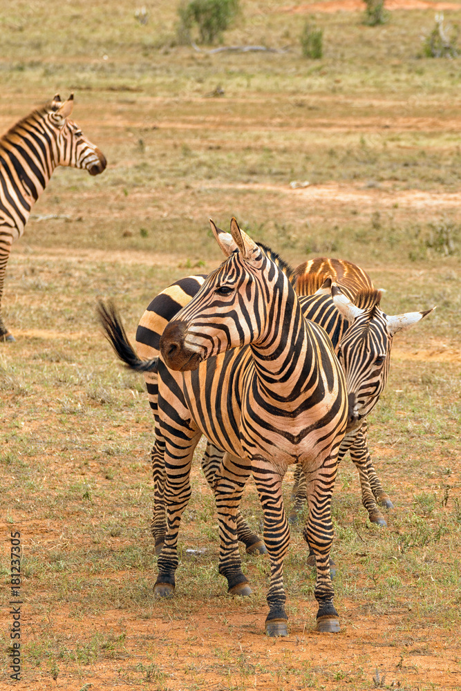 Obraz premium Zebras in the Savannah