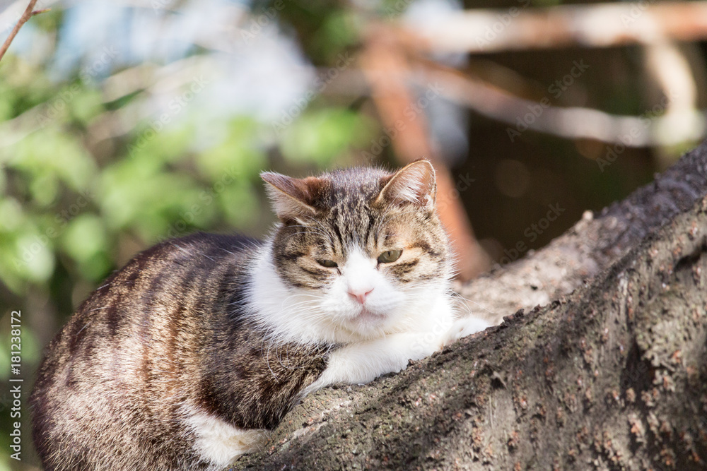 A cat sleeping on a cherry tree, at Ueno Park, Tokyo, Japan