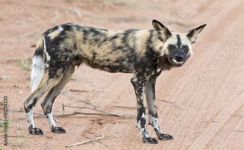 Lone African wild dog hunting calling its mates