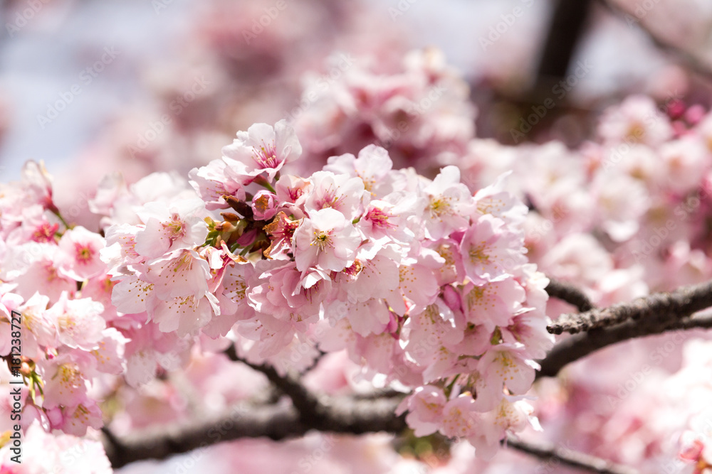 Fototapeta premium Cherry blossoms at Ueno Park