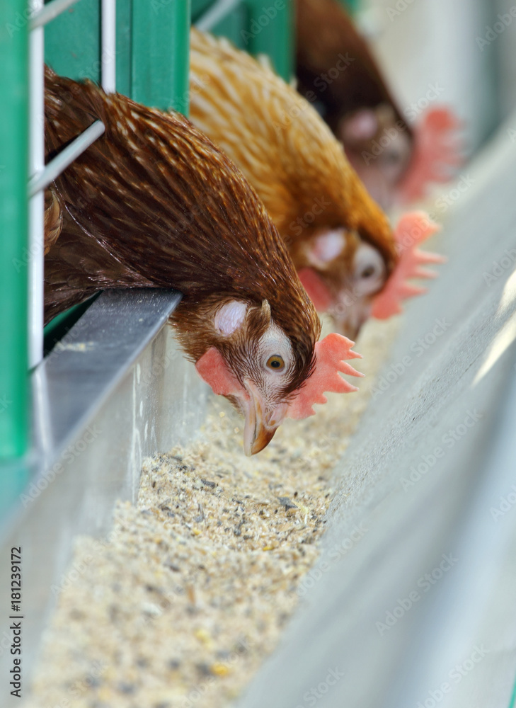 Three red hens in the cage