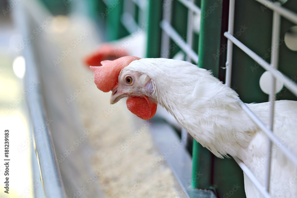 White chicken