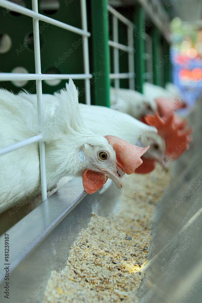 White chickens