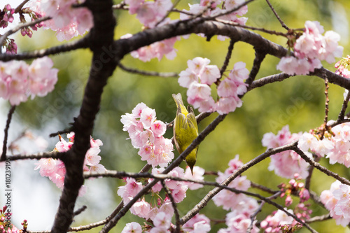 Cherry blossoms and Zosterops japonicus at Ueno Park