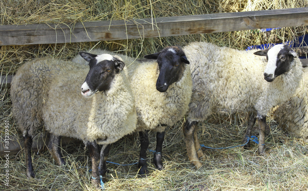 Obraz premium Three sheep on a farm