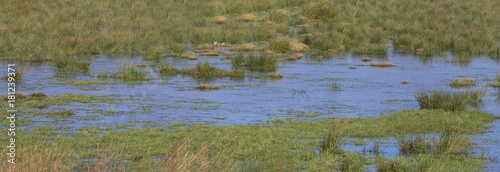 Binsen Graswiese mit Wasser im Moor