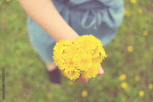 Fototapeta Naklejka Na Ścianę i Meble -  Dandelions in woman's hand 