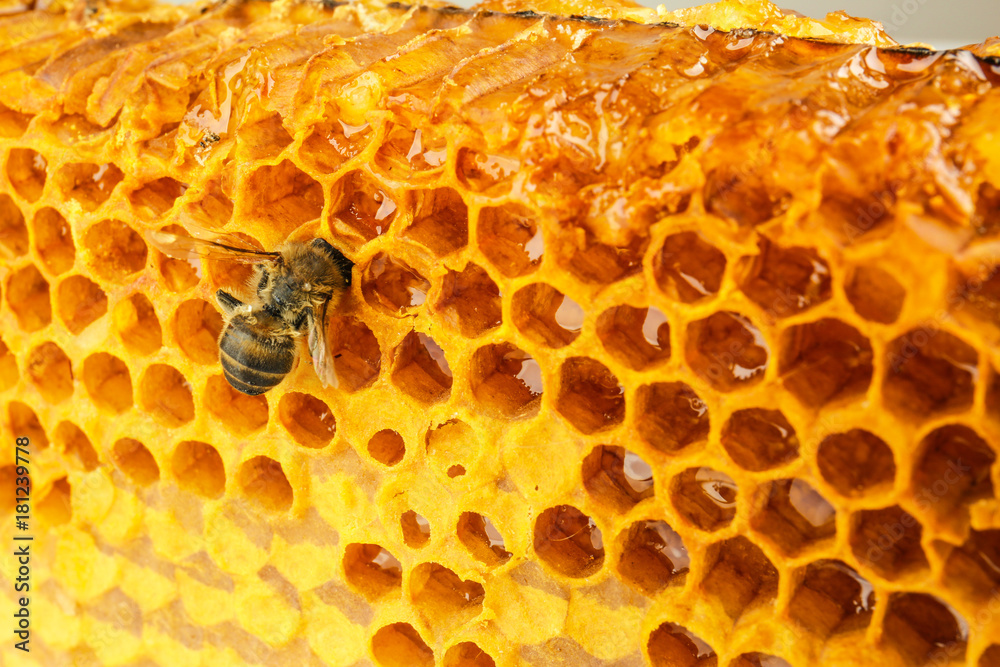 Bee on honeycomb, close up