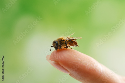 Woman holding honeybee on blurred background