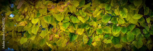 Herbstblätter Panorama