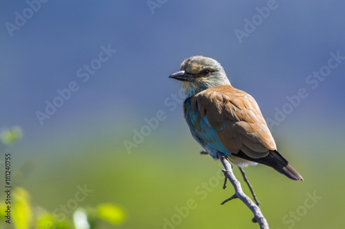 European Roller in Kruger National park, South Africa