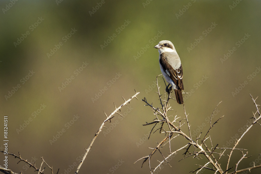 Obraz premium Lesser Grey Shrike in Kruger National park, South Africa