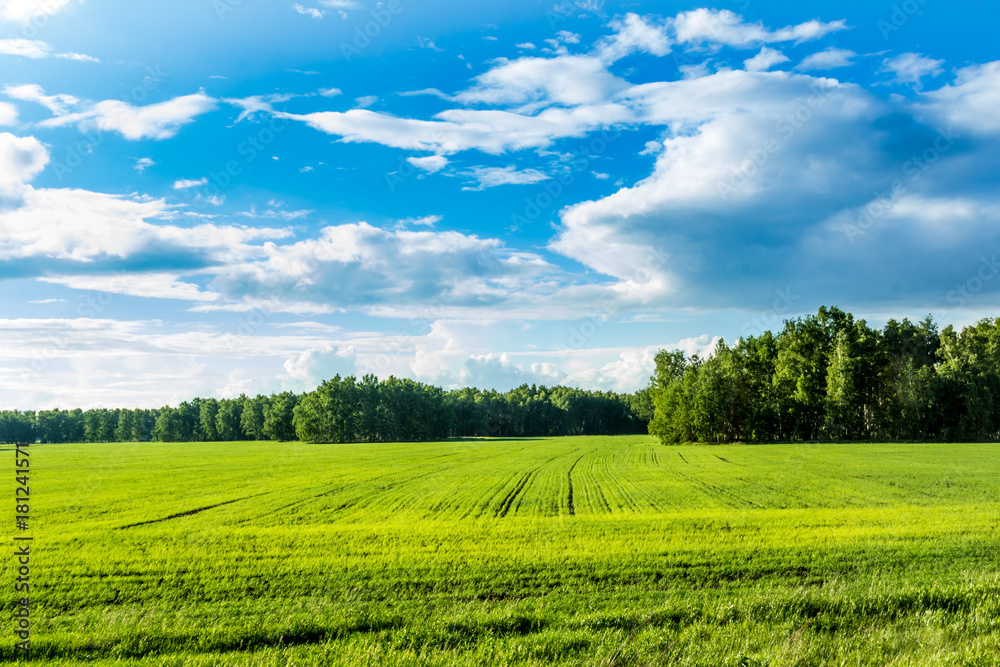 Field in June