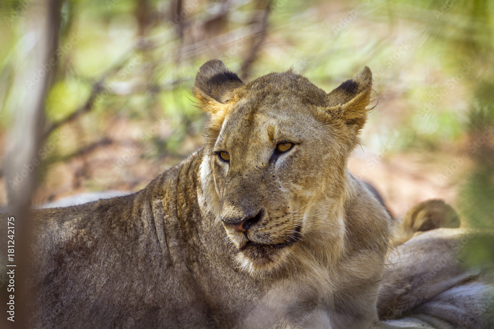 Naklejka premium African lion in Kruger National park, South Africa