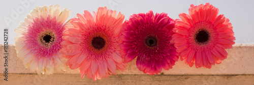 Four gerbers. Beautiful pink flowers. Summer panorama. Colorful bouquet.