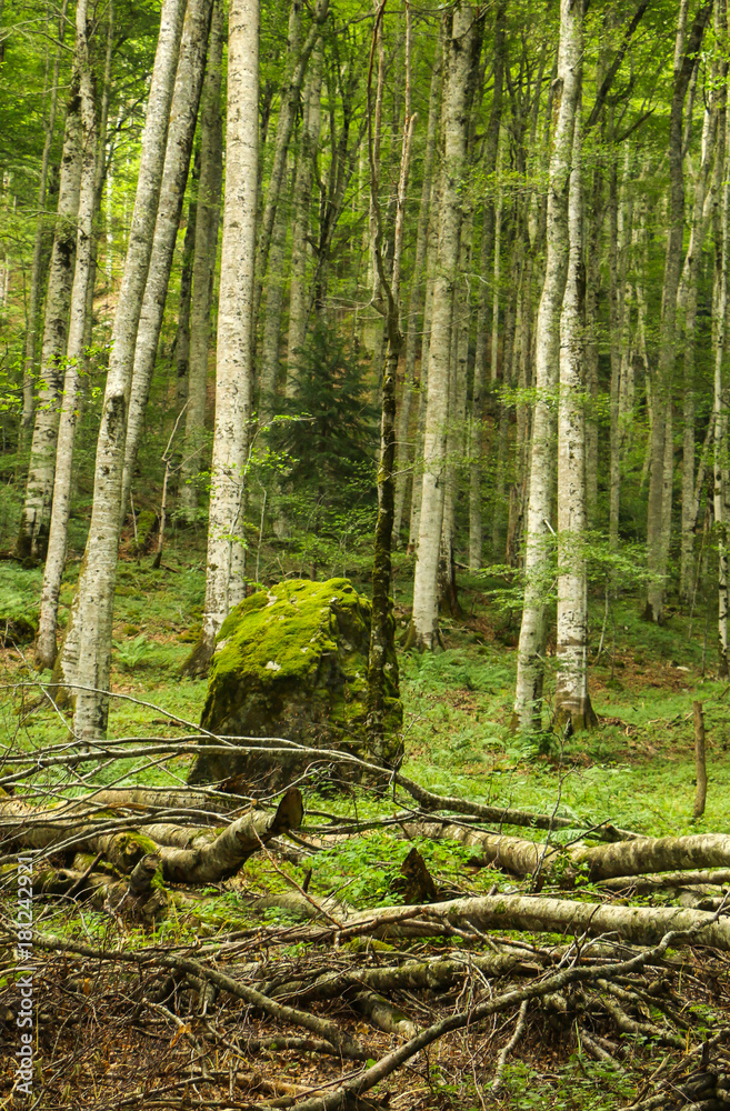 Obraz premium Large stone covered with moss in the forest. Trees and big rock in the wood