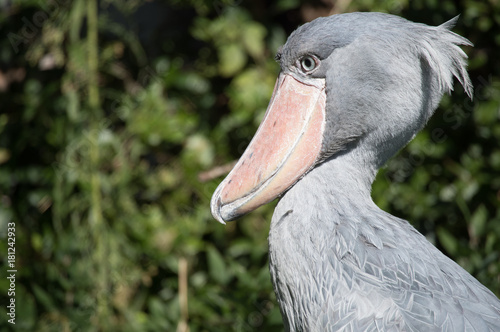 ハシビロコウの横顔