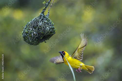 Bilde på lerret Southern Masked Weaver in Kruger National park, South Africa