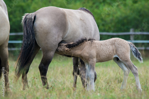 Wildlife photo - A herd of wild horses with a cub  Austria  Europe