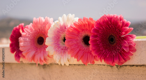 Five gerbers. Beautiful pink flowers. Summer panorama. Colorful bouquet.