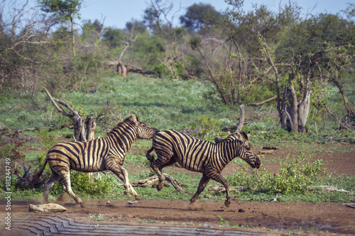 Plains zebra in Kruger National park  South Africa