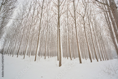 Trees with snow photo