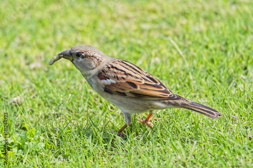 Egyptian Sparrow standing in short grass holding a grub in its beak © Steven Bramall