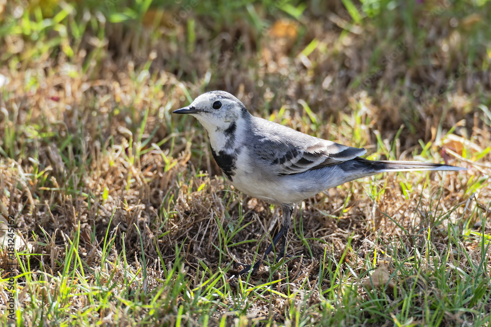 White Wagtail standing on short grass in bright sunshine. White Wagtail standing on short grass in bright sunshine.