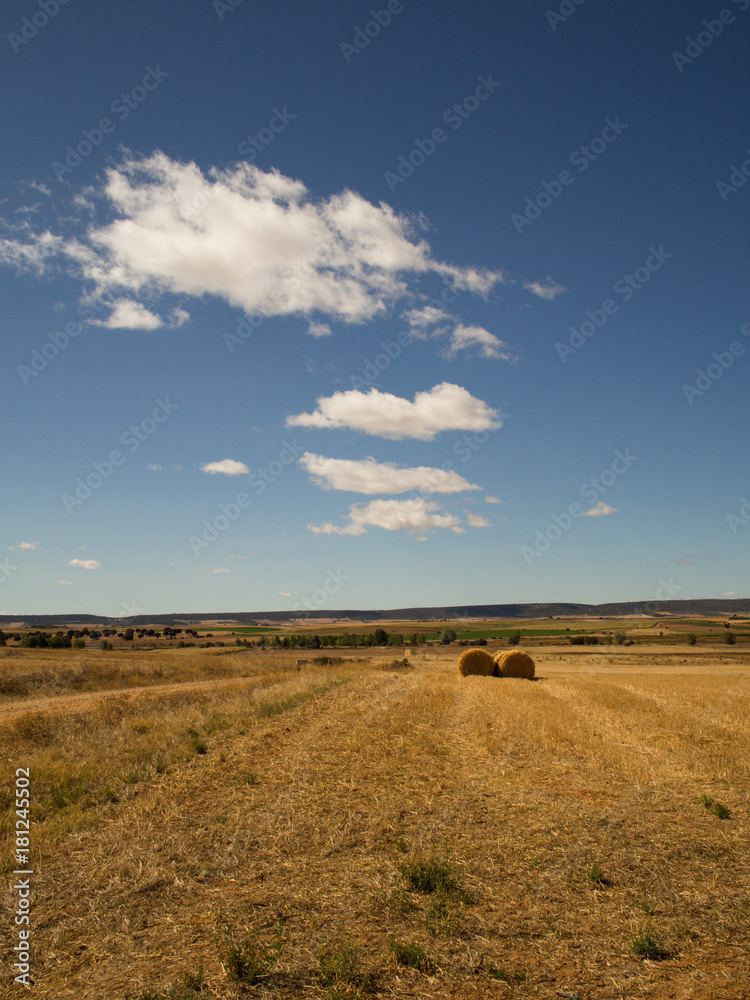 Fototapeta premium Under the sun