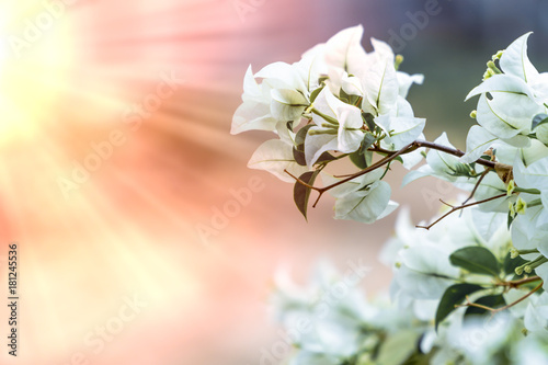 Fotografie white Bougainvillea flower with sunlight and blur bokeh background