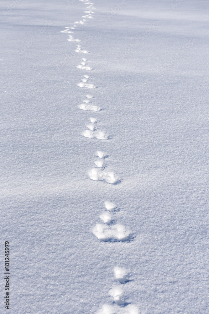 hare trucks on the snow hare trucks on the snow
